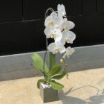 flowermail-florist-jakarta-glass-orchid-artificial-4