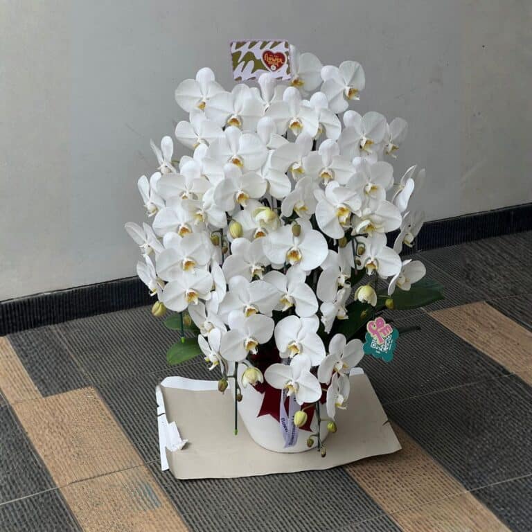 flowermail-florist-jakarta-pot-orchid-1