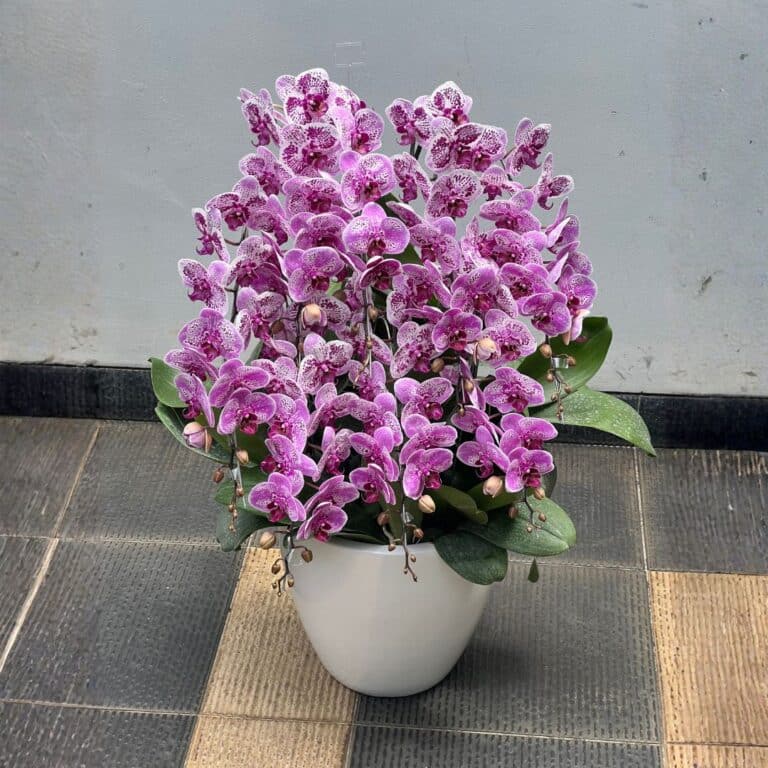 flowermail-florist-jakarta-pot-orchid-2